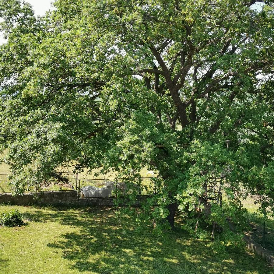 Fattoria Tolomei Campagnatico Exterior foto